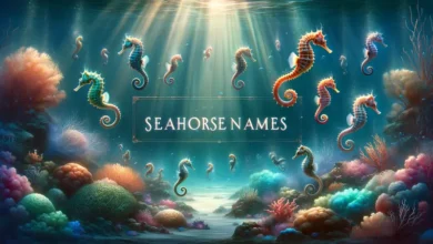 seahorse names